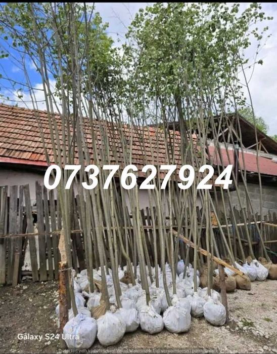 Mesteacăn, Tei, Carpen | Transport Asigurat Personal