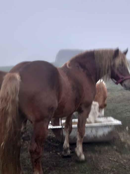 Armăsar de 5 ani de vînzare