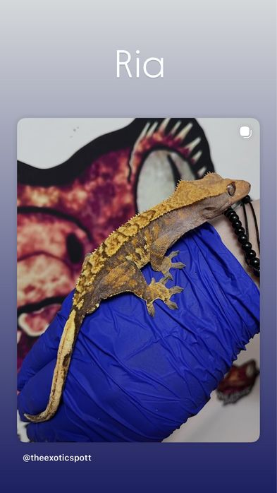 Crested gecko/ soparla/gecko cu creasta/reptila