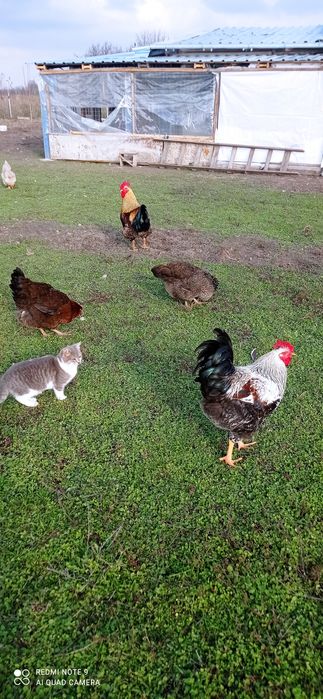 Катунски кокошки