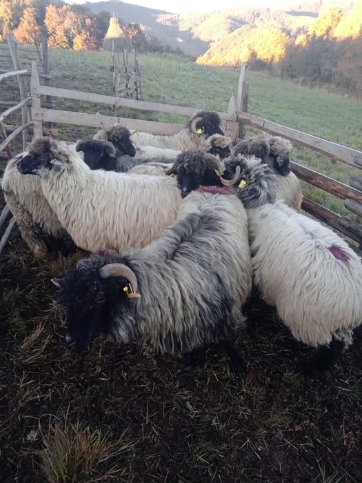 Vand 10 oi bucălăi gestante