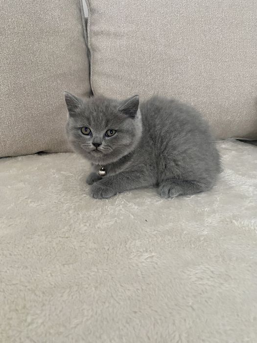 Pui british shorthair