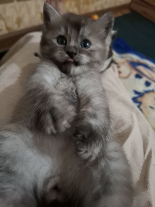 Котята на продажу