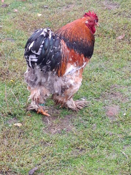 Cocos cochinchina uriaș