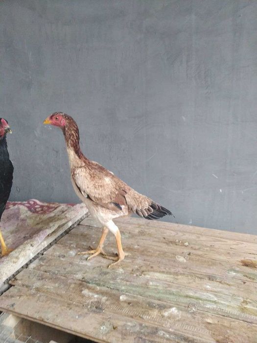 Дакан хурозлар товуклар сотилади