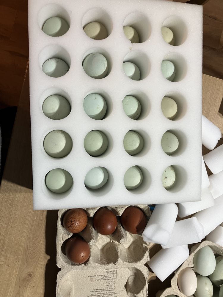 Oua de incubat gaini araucana marans si la bresse brese