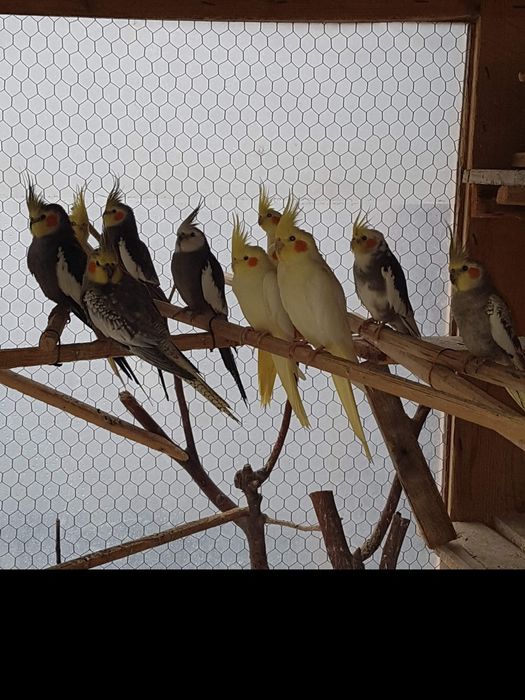 Vand papagali Nimfa.