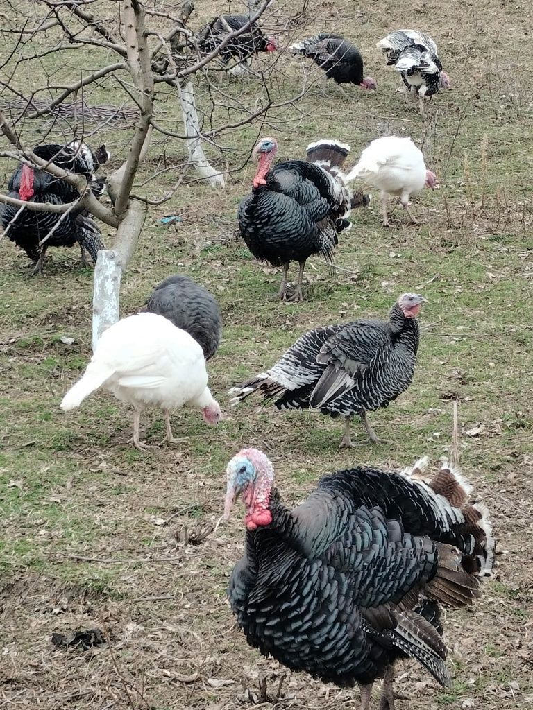 Vând curcani crescuți naturali