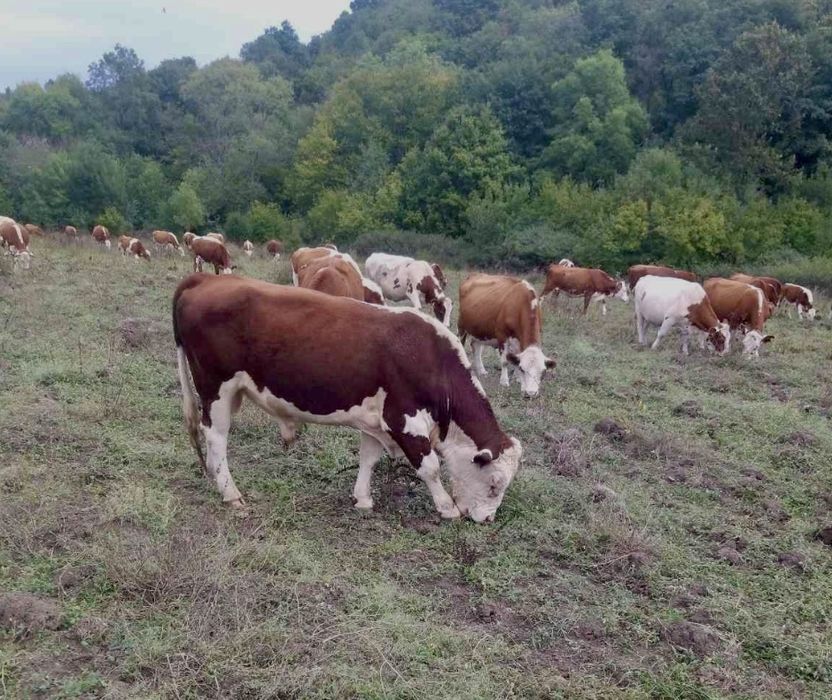 Приемаме заяка-Телешко месо/кг