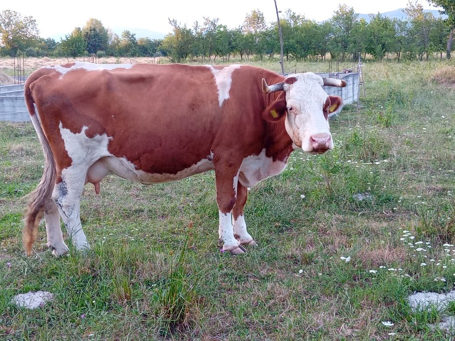 Vând vacă de 8 ani