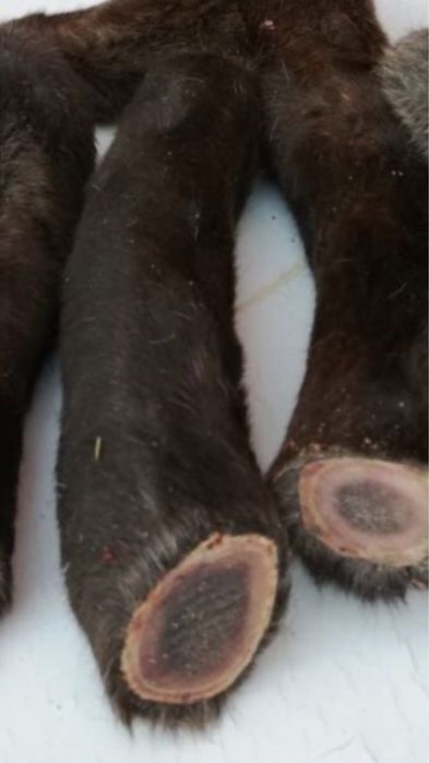 Панты нарезки готовые к употрению