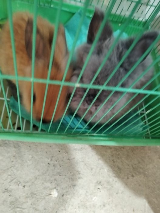 Декоративный кролик