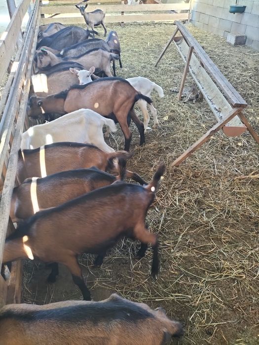 Alpina franceza schimb cu vaci,vitei