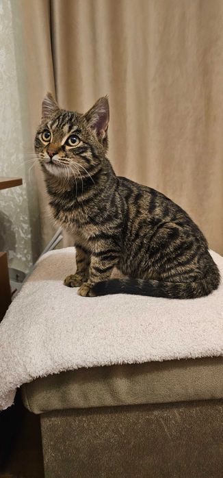 Котенок, очень умный и красивый