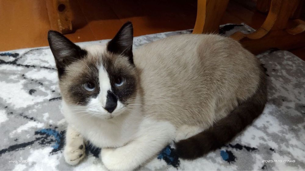 Ищем старых хозяев!