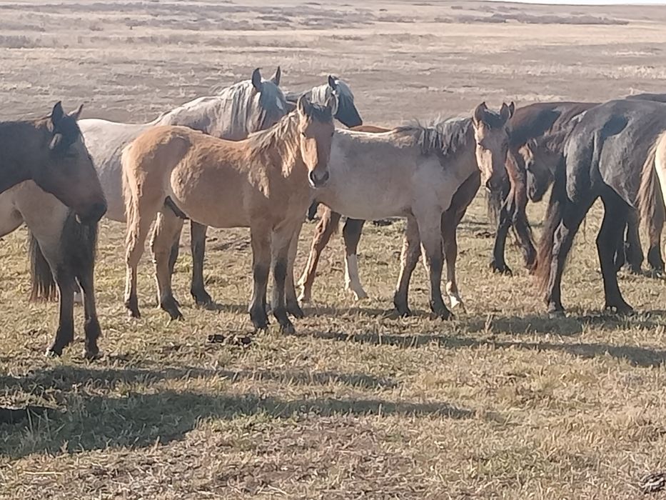 ҮҰрғашы жабағылар сатылады