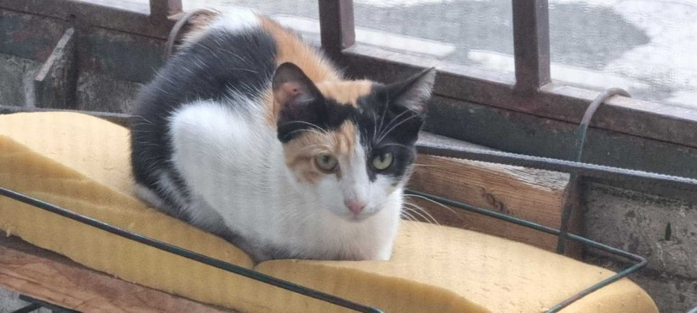 котенца котета на 2 мес.