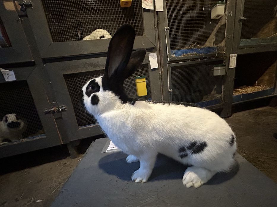 Masculi Uriaș pestriț german de vânzare