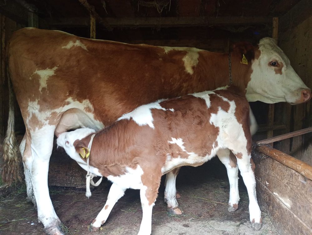 Vaca de vanzare .