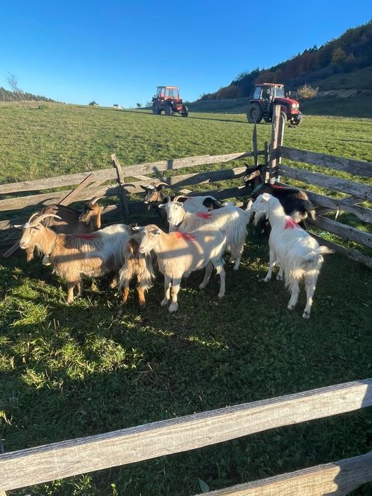 Capre de vânzare. 400 lei bucata