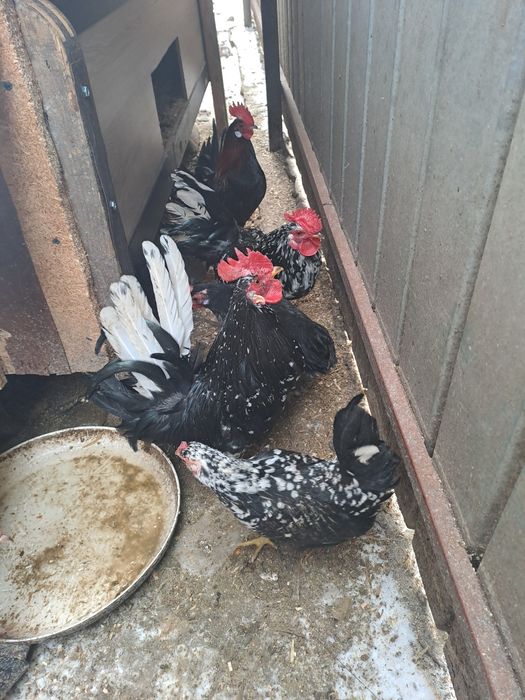 Găini pitice de anul trecut 5găini pitice și un cocoș