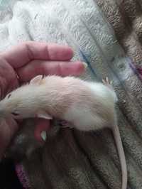 Крысята 1 месяц рвже белые