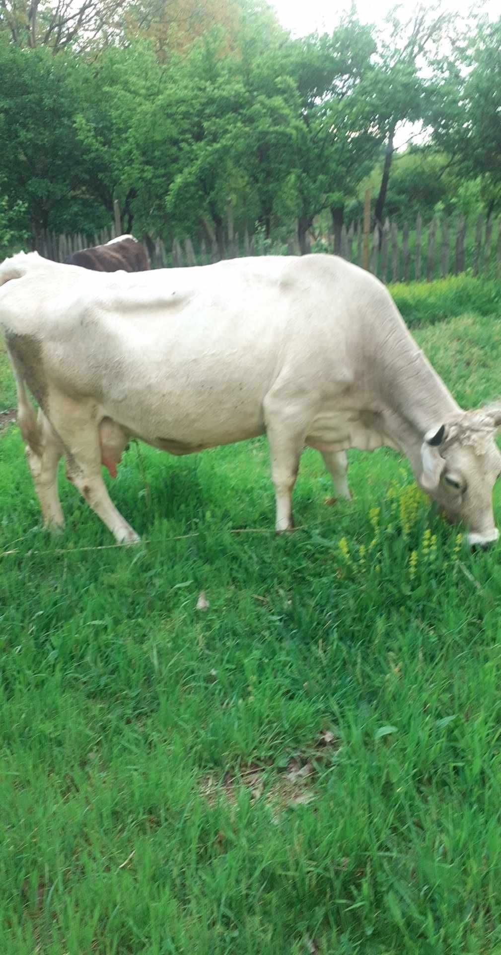 Vaca și junincă  de vânzare