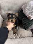 Baietel Yorkshire Terrier