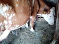 Vind 6 vaci Baltate Rominesti