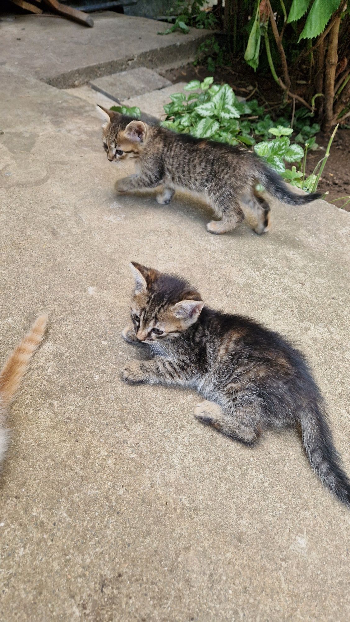 Котета си търсят дом