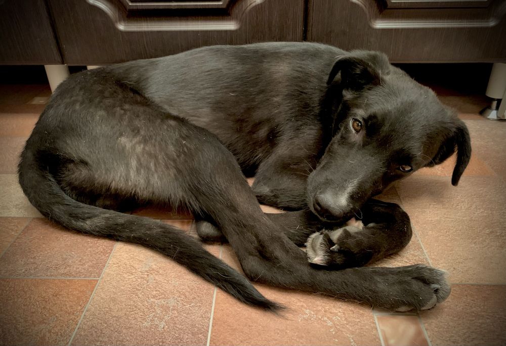 Щенок (щенята) ответственным хозяевам