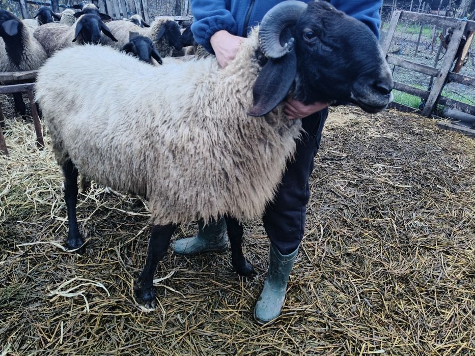 Berbec de vânzare 2pe3ani