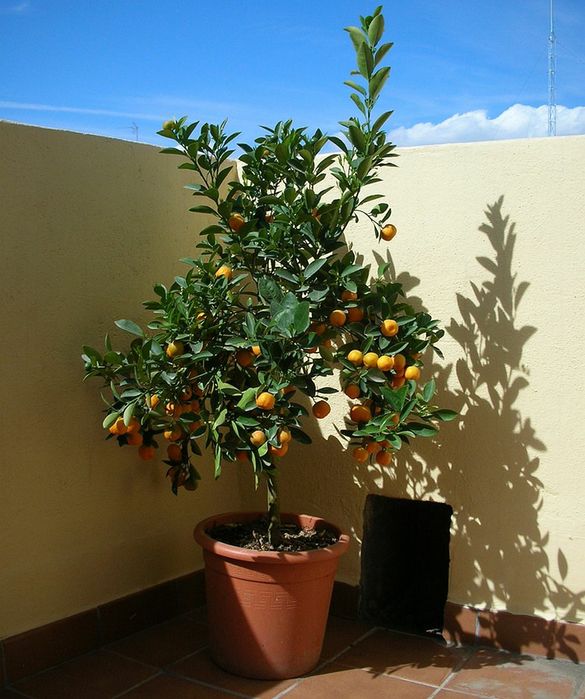 Portocal Altoit La Ghiveci