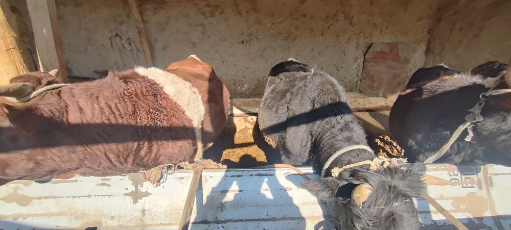 Боқиладиган местни буқалар сотилади