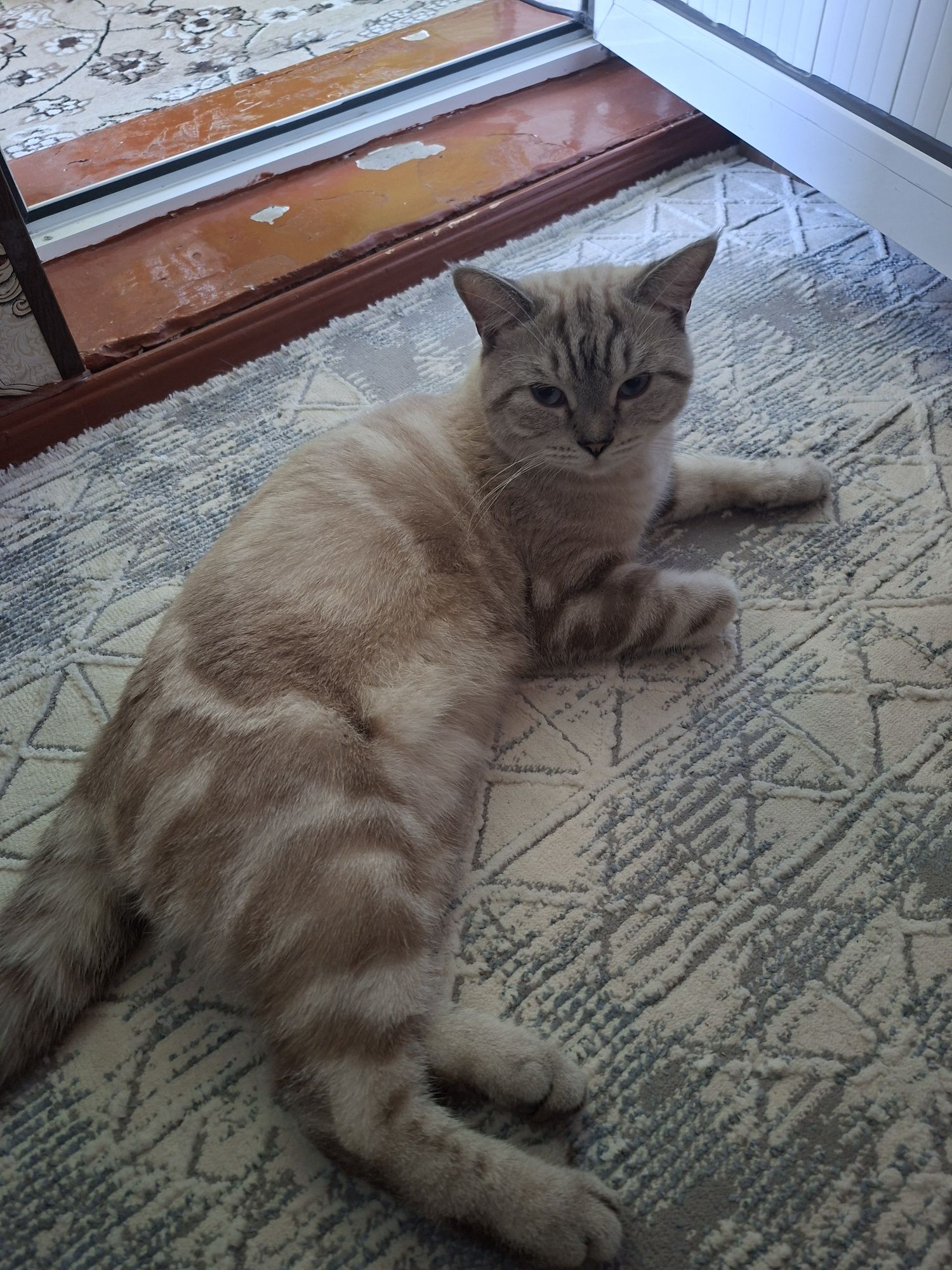 Кот скотиш страйт на вязку