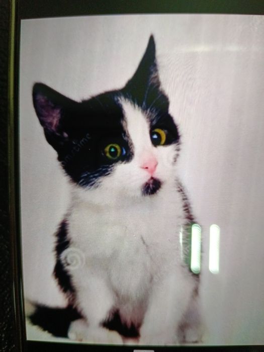 Котенок _ черно- белый