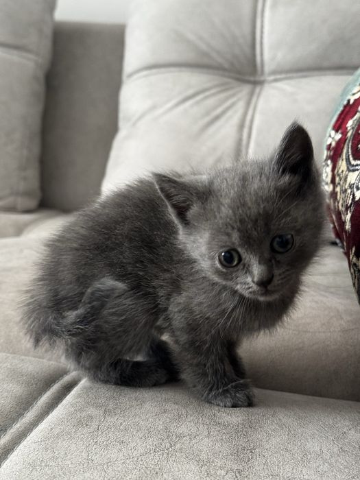 Mushuk sotiladi 35 kunlik