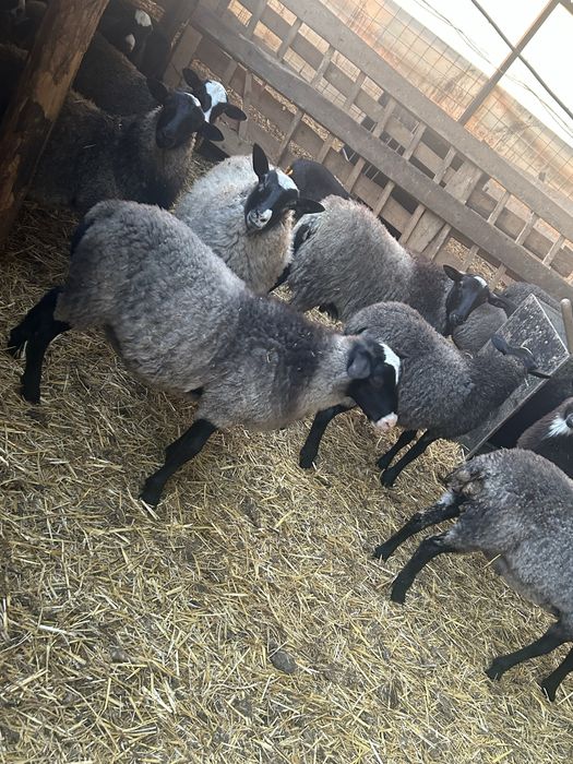 Romanov berbecuti / mielute