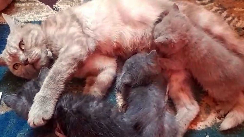 Британо-Шотландские котята, привиты!