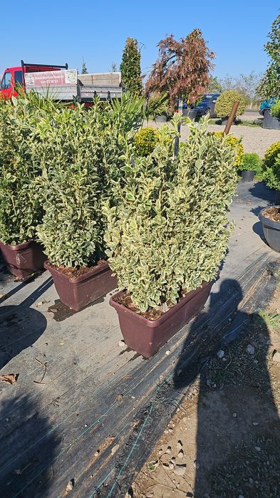 Tuia leylandi ( chamaecyparis) de la 1.3 la 4 m