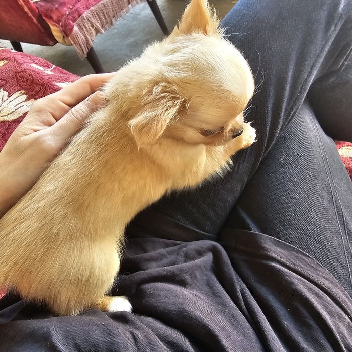 Шикарный малыш чихуахуа