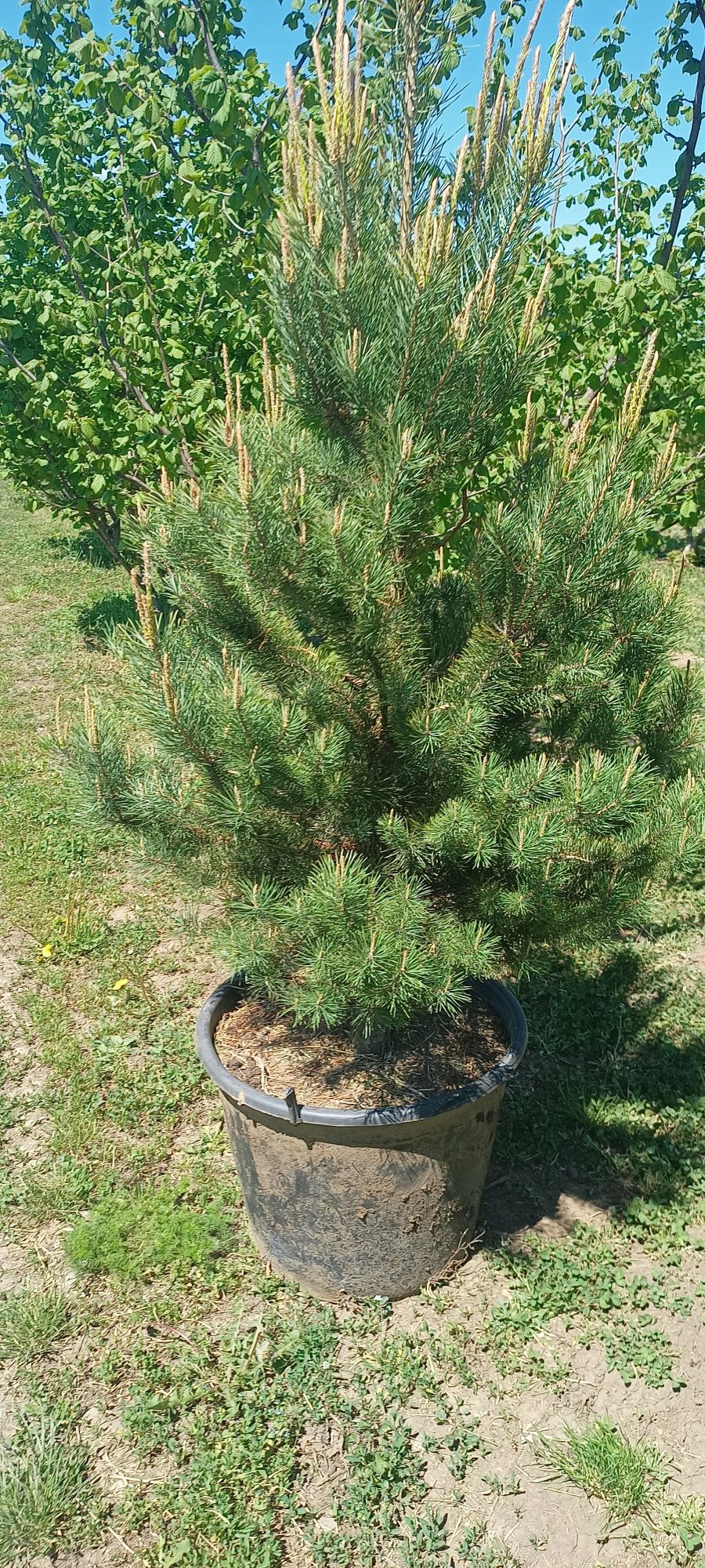 Pin la  ghiveci 70l