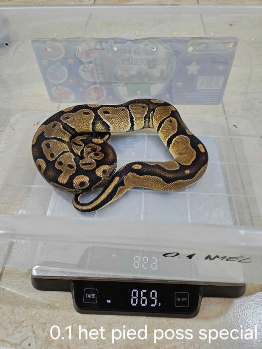 Vând Pitoni Regali Cluj