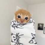 Передержу бесплатно вашу кошку/кота