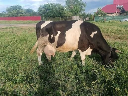 Vând vacă românească