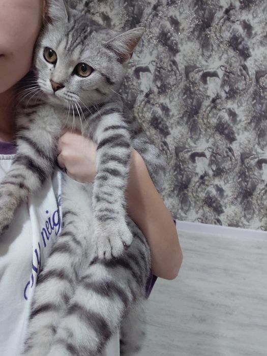 Отдам в хорошие руки