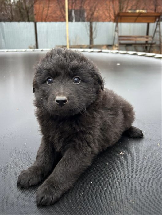 щенята ищут дом и любящих хозяев