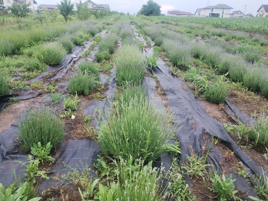 Tufe dezvoltate lavandă parfumată cu înflorire timpurie an 4