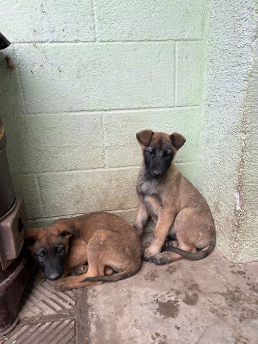 Белгийска овчарка