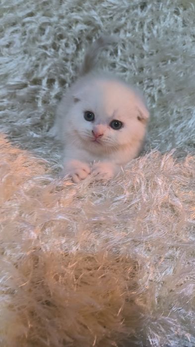 Животные кошки  и